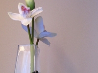 34346CrLe - Silk flowers  Peter Rhebergen - Each New Day a Miracle